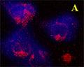 A. Confocal microscopy on immunofluorescently detected GABARAP (in red) in cytospin-isolated human white blood cells using Rabbit antibody to GABARAP: whole serum (R-143-100) at a dilution of 1: 200, incubated for 1 h at room temperature, counter-stained with Hoechst Dye. Here, the merged picture is presented.
