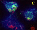 C is the merged picture of Figures A & B. Confocal microscopy on immunofluorescently detected GABARAP in cytospin-isolated human white blood cells using Rabbit antibody to GABARAP: whole serum (R-143-100) at a dilution of 1: 200, incubated for 1 h at room temperature. The cells were double-stained for GABARAP appearing in red and MHC class II appearing in green. The cells were counter stained with Hoechst Dye (blue colour). Here, the merged picture is presented.
