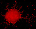 Confocal microscopy on immunofluorescently detected GABARAP (in red) in cytospin-isolated human white blood cells using Rabbit antibody to GABARAP: whole serum (R-143-100) at a dilution of 1: 200, incubated for 1 h at room temperature.