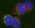 Confocal microscopy on immunofluorescently detected GABARAP in cytospin-isolated human white blood cells using Rabbit antibody to GABARAP: whole serum (R-143-100) at a dilution of 1: 200, incubated for 1 h at room temperature. The cells were double-stained for GABARAP appearing in red and MHC class II appearing in green. The cells were counter stained with Hoechst Dye (blue colour). Here, the merged picture is presented.