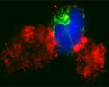 Confocal microscopy on immunofluorescently detected GABARAP in cytospin-isolated human white blood cells using Rabbit antibody to GABARAP: whole serum (R-143-100) at a dilution of 1: 200, incubated for 1 h at room temperature. The cells were double-stained for GABARAP appearing in red and MHC class II appearing in green. The cells were counter stained with Hoechst Dye (blue colour). Here, the merged picture is presented.