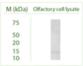 Western blot under reducing conditions on Odora (an Olfactory cell line) cell lysate using Rabbit antibody to GABARAP: whole serum (R-143-100) at a dilution of 1:100.