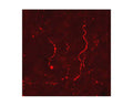 Immunohistochemical staining in rat ventral periaqueductal grey matter (PAG). 4% paraformaldehyde fixed rat brain crystostat sections (10 µm) were incubated overnight at 4°C with Rabbit polyclonal antibody to human beta Lipotropin (10 µg/mL) followed by incubation with donkey anti-rabbit Rhodamine Red conjugated secondary antibody (1:200).
