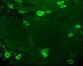 Immunohistochemical staining in rat dorsal root ganglion (DRG). 4% paraformaldehyde fixed rat brain crystostat sections (10 µm) were incubated overnight at 4°C with Rabbit polyclonal antibody to Endomorphin-1 (5 µg/mL) followed by incubation with FITC conjugated secondary antibody.