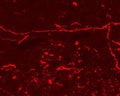 Immunohistochemical staining in rat ventral periaqueductal grey matter (PAG). 4% paraformaldehyde fixed rat brain crystostat sections (10 µm) were incubated overnight at 4°C with Rabbit polyclonal antibody to Endomorphin-1 and Endomorphin-2 (10 µg/mL) followed by incubation with donkey anti-rabbit Rhodamine Red conjugated secondary antibody (1:200).