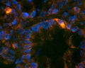 Immunohistochemical staining in G cells of rat gastric glands. 4% paraformaldehyde fixed rat stomach crystostat sections (10 µm) were incubated overnight at 4°C with Rabbit polyclonal antibody to human Gastrin (10 µg/mL) followed by incubation with donkey anti-rabbit Rhodamine Red conjugated secondary antibody (1:200). Cell nuclei were counterstained with DAPI.