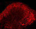 Immunohistochemical staining in rat spinal cord dorsal horn. 4% paraformaldehyde fixed rat brain crystostat sections (10 µm) were incubated overnight at 4°C with Rabbit polyclonal antibody to human Leu-Enkephalin (10 µg/mL) followed by incubation with donkey anti-rabbit Rhodamine Red conjugated secondary antibody (1:200).