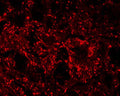 Immunohistochemical staining in rat brainstem medulla. 4% paraformaldehyde fixed rat brain crystostat sections (10 µm) were incubated overnight at 4°C with Rabbit polyclonal antibody to human Met-Enkephalin (10 µg/mL) followed by incubation with donkey anti-rabbit Rhodamine Red conjugated secondary antibody (1:200).