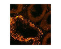 Immunohistochemical staining in convoluted tubules in rat kidney. 4% paraformaldehyde fixed rat kidney crystostat sections (10 µm) were incubated overnight at 4°C with Rabbit polyclonal antibody to rat Atrial Natriuretic Peptide (10 µg/mL) followed by incubation with donkey anti-rabbit Rhodamine Red conjugated secondary antibody (1:200).