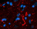 Immunohistochemical staining in rat brainstem medulla. 4% paraformaldehyde fixed rat brain crystostat sections (10 µm) were incubated overnight at 4°C with Rabbit polyclonal antibody to human Neurotensin (10 µg/mL) followed by incubation with donkey anti-rabbit Rhodamine Red conjugated secondary antibody (1:200). Cell nuclei were counterstained with DAPI.