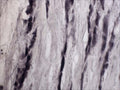 Immunohistochemical staining of Tyrosine Kinase Receptor A (TrkA) in rat trigeminal nerve (free floating cryostat section) using rabbit antibody (R-152-100) at a dilution of 1 in 2000. Courtesy of Professor Xin Fu Zhou, The Flinders University of South Australia.