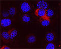 Confocal microscopy on immunofluorescently detected APG4C in HL60 cell line using Rabbit antibody to ATG4C (APG4C): whole serum (R-156-100) at a dilution of 1: 100, incubated for 1 h at room temperature. The cells stained for APG4C appear in red. The cells were then counter stained with Hoechst Dye (blue colour). Here, the merged picture is presented.