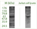 Western blot (non-reducing) on Jurkat cell lysate using Rabbit antibody to ATG4C (APG4C): whole serum (R-156-100).