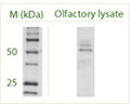 Western blot under reducing conditions on Olfactory cell line (Odora) lysate using Rabbit antibody to ATG4C (APG4C): whole serum (R-156-100) at a dilution of 1:100.