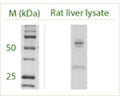 Western blot under reducing conditions on rat liver lysate using Rabbit antibody to ATG4C (APG4C): whole serum (R-156-100) at a dilution of 1:100.