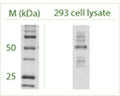 Western blot under reducing conditions on 293 cell lysate using Rabbit antibody to ATG4C (APG4C): whole serum (R-156-100) at a dilution of 1:100.