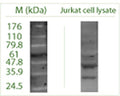 Western blot (non-reducing) on Jurkat cell lysate using Rabbit antibody to ATG16 L1: whole serum (R-158-100).