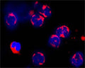 Confocal microscopy on immunofluorescently detected ATG3 in cytospin-isolated human white blood cells using Rabbit antibody to ATG3: whole serum (R-159-100) at a dilution of 1: 100, incubated for 1 h at room temperature. The cells stained for ATG3 appear in red . The cells were counter stained with Hoechst Dye (blue colour). Here, the merged picture is presented. More information on the staining: Fixation: In acetone for 90 seconds. Antibody dilutions: Primary antibody was diluted 1:100 and incubated for 1 hour, washed then 3x, and the secondary (Goat anti Rb 1:100 Alexa 546 conjugate) was incubated for 30 minutes. Magnification 80X. No staining was observed using the Pre-immunisation serum. No staining was observed in HL60 cell line using Rabbit antibody to ATG3: whole serum (R-159-100)