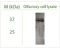 Western blot under reducing conditions on 293 cell lysate using Rabbit antibody to ATG3: whole serum (R-159-100) at a dilution of 1: 50.