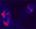 Confocal microscopy on cytospin-isolated human blood cells. Neutrophils seem to be stained using Rabbit antibody to ATG7: whole serum (R-161-100) at a dilution of 1: 100, incubated for 1 h at room temperature. The cells stained for ATG7 appear in red . The cells were counter stained with Hoechst Dye (blue colour). Here, the merged picture is presented. Observations: No staining was observed using the Pre-immunisation serum. No staining was observed in HL60 cell line.