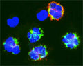 Confocal microscopy on immunofluorescently detected APG7 in cytospin-isolated human white blood cells using Rabbit antibody to ATG7: whole serum (R-161-100) at a dilution of 1: 100, incubated for 1 h at room temperature. The cells were double-stained for APG7 appearing in red and Myeloperoxidase (MPO) appearing in green. The cells were then counter stained with Hoechst Dye (blue colour). Here, the merged picture is presented.