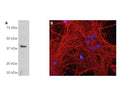 A: Western blot analysis of GAP43 expression in cow cerebellum. R-1651-100 detects a single band at ~43 kDa, which corresponds to full-length GAP43 protein.B: Immunofluorescence analysis of mixed neuron-glia cultures with GAP43 rabbit antibody R-1651-100 (red). DNA is stained blue.