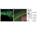 A: Immunofluorescence staining of rat neuron-glial cultures with R-1687-100 (red). The rabbit antibody shows strong and specific staining of neuronal cilia. Neuronal alpha-II spectrin was double-labelled with M-1575-100 (green), and cell nuclei were visualized with a DNA dye (blue).B: Immunohistochemistry of mouse brain sections with R-1687-100 (green). Brains were fixed by transcardial perfusion with 4% paraformaldehyde and stained with R-1687-100 antibody (green) and anti-Fox3/NeuN monoclonal antibody M-377-100 antibody (red). R-1687-100 specifically labels cilia next to the pyramidal neurons in CA1 hippocampus region, but not in other part of the brain. Cell nuclei were stained with DAPI (blue).C: Western blot analysis of rat olfactory epithelium (Lane 1) and frontal cortex (Lane 2). R-1687-100 reveals protein bands at about 200 kDa in olfactory epithelium, a tissue which is rich in cilia. The frontal cortex contains less cilia, and the protein is also less heavily glycosylated, so that a much less prominent band is seen at about 160 kDa.