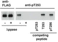 Western blot analysis of recombinant FLAG-alpha-CaMKII purified from transfected COS cells. Blots of wild-type CaMKII phosphorylated at Thr253 were treated with lambda phosphatase prior to probing with anti-pT253 or anti-FLAG antibody. The pT253 antibody was incubated with phospho-Thr253 (pT253, 50 nM), non-phospho-Thr253 (T253, 500 nM) or phospho-Thr286 (pT286, 50 nM) peptides prior to probing the western blots. Reference: Migues PV et al (2006) J Neurochem 98 (1), 289-299.