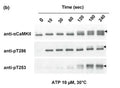 Western blots of wild-type CaMKII showing auto-phosphorylation over 4 min at 10 µM ATP, 30°C and probed with antibodies to α-CaMKII, phospho-Thr286-CaMKII (anti-pT286) and phospho-Thr253-CaMKII (anti-pT253). The arrow-heads indicate the electrophoretic mobility of CaMKII phosphorylated at Thr253. Reference: Migues PV et al (2006) J Neurochem 98 (1), 289-299.