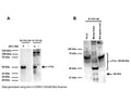 A: Western blot analysis of c-Fos expression in rat C6 cells (40 ug lysate loading per lane). C6 cells were serum-starved for 20 hours and then stimulated with 20% FBS for 2 hrs (+). Control cells were left in serum-depleted culture medium (-). M-1752-100 and R-1751-50 detect a strong band at 50 kDa in stimulated cells but not in control cells, representing increased c-FOS expression. B:Western blot analysis of c-Fos expression in PC12 cell lysates (Lane 1, 20 µg), mouse brain (Lane 2, 50 µg) and rat spinal cord homogenate (Lane 3, 50 µg). R-1751-50 detects multiple c-Fos isoforms between ~50-65 kDa which are due to post-translational modifications. In mouse brain, R-1751-50 detects a common c-Fos degradation product (~41 kDa) which appears to be lysate and preparation dependent. Western Blotting Method: SDS-PAGE: denaturing and reducing, 4-12% Bis-Tris gel; Transfer: Tris-Glycine (Towbin's) buffer with 20% methanol; Membrane: PVDF (0.45 µm); Blocking: 5% skim milk in TBST, 1 hour at RT; Primary antibodies: R-1751-50 (1 µg/mL), M-1752-100 (1 µg/mL), incubation overnight at 4°C; Secondary antibodies: anti-rabbit-HRP (1/6000) or anti-mouse-HRP (1/3000), 1 hour at RT; Detection: Chemiluminiscence.