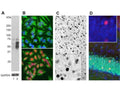 A: Western blot analysis of c-Fos expression in HeLa cells using R-1751-50. HeLa cells were serum-starved for 36 hours (Lane 1). Serum-starved HeLa cells were stimulated with 20% FBS for 2 hours (Lane 2). R-1751-50 recognizes bands in the range of 50-65 kDa, which represent multiple forms of c-Fos. A loading control was performed by stripping and re-probing the membrane with a monoclonal antibody against GAPDH, M-1376-250. B: Immunofluorescence staining of HeLa cells with R-1751-50. c-Fos staining (red) only localizes in the nuclei of 20% FBS stimulated cells (bottom panel), but not in un-stimulated cells (top panel). Cells were counter-stained with Chicken polyclonal antibody against vimentin, C-1409-50 (green) and DAPI (blue). C: Immunohistochemistry using R-1751-50 on 4% PFA transcardial-perfused mouse brain sections (45 uM thickness). c-FOS immunoreactive cells (dark colour, localized in cell nucleus) were visualized using a standard HRP-DAB (horseradish peroxidase-diaminobenzidine) staining technique. D: Immunohistochemistry using R-1751-50 (red) and Mouse monoclonal anti-NeuN/Fox3 (M-377-100, green) on mouse cortical sections. Neurons positive for c-Fos and Fox3/NeuN appear yellow. The insert shows an enlarged image of staining with R-1751-50. Nuclei were labeled with DAPI (blue).
