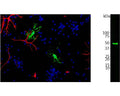 Left: Mixed neuron-glial cell cultures stained with rabbit anti-CNP antibody (green) and mouse anti-GFAP (red, M-1375-100) by Immunocytochemistry. The CNP antibody stains strongly in oligodendrocytes, whereas GFAP labels the intermediate filament in astrocytes. Blue is DNA staining showing the nuclei of these and numerous other cells, most of which are neurons and which do not express CNP or GFAP. Right: Western Blotting of rat brain tissue homogenate with rabbit anti-CNP antibody (1:5,000). The antibody detects one single band at ~ 48 kDa corresponding to the expected molecular weight of CNP.