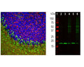 Left: Analysis of beta-synuclein expression in rat cerebellum section by Immunohistochemistry. Beta-synuclein (red) was detected with rabbit antibody to beta-synuclein (1:1,000), and sections co-stained with chicken antibody to parvalbumin (C-1814-50, green, 1:5,000). Blue: Hoechst nuclear stain. IHC Method: Following transcardial perfusion of mouse with 4% paraformaldehyde, brain was post-fixed for 24 hours, cut to 45 μm, and free-floating sections were stained with above antibodies. The beta-synuclein antibody detects protein concentrated in synaptic regions, while the parvalbumin antibody labels the perikarya and dendrites of Purkinje cells and interneurons in the molecular layer of the cerebellum. Right: Western blot analysis of tissue homogenates using rabbit antibody to beta-synuclein (green, 1:1,000). Lane 1: molecular weight marker; Lane 2: mouse cerebellum; Lane 3: mouse hippocampus; Lane 4: rat cerebellum; Lane 5: rat hippocampus; Lane 6: cow cerebellum. A strong band at about 17 kDa corresponds to beta-synuclein protein.