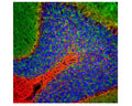 Image of a rat cerebellum section by Immunofluorescence and Immunohistochemistry. The section was stained with R-2113-50, Neurofilament light polypeptide, C-terminus, (NF-L-Ct), Rabbit pAb, (red, 1:5,000), and co-stained with product M-2106-100, Beta-Synuclein, Clone 6A10, Mouse mAb, (green, 1:5,000), and Hoechst staining of nuclear DNA (blue). Method: Following transcardial perfusion of rat with 4% paraformaldehyde brain was fixed for 24 hours, cut to 45 uM, and free-floating sections were stained with antibodies. Product R-2113-50 labels dendrites and axons of the neuronal cells whilst product M-2106-100 detects protein that is concentrated in the synaptic regions.