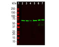 Analysis by western blot of NF-L expression in different tissue lysates with R-2124-100, Neurofilament light polypeptide (NF-L), DG-Sensor™, Rabbit pAb, (green, 1:2,000) with a band at approx 68-70kDa. Lane 1: protein standard (red); Lane 2: rat brain; Lane 3: rat spinal cord; Lane 4: mouse brain; Lane 5: mouse spinal cord; Lane 6: bovine spinal cord; Lane 7: pig spinal cord. DG-Sensor™ antibodies detect NF-L in denatured protein lysates regardless of degeneration state.