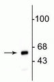 Western blot of HeLa cell lysate showing specific immunolabeling of the ~60 kDa mitochondrial protein.