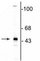Western blot of rat brain lysate showing the specific immunolabeling of the ~46 kDa CNP protein.