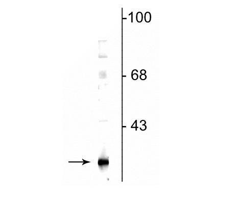 Western blot of mouse adipose tissue lysate showing specific immunolabeling of the ~25 kDa DsbA-L protein.