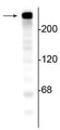 Western blot of mouse brain lysate showing specific immunolabeling of the ~240 kDa alpha II spectrin protein.