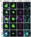 HEK293T transfectants expressing SLITRK1 or its mutants were co-cultured with hippocampal neurons. Two days after co-culture, induced pre-synapses were quantified through VGAT or VGLUT1 immunostaining and GFP. Image from publication CC-BY-4.0. PMID:36085162