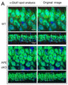Representative images demonstrating vGlut1 (red) and NeuN (green) immunofluorescence staining in CA1 and cortex (CTX) of the mouse brain. Image from publication CC-BY-4.0. PMID:36465182