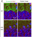 Representative images demonstrating vGlut1 (red) and Synapsin (green) immunofluorescence staining in CA1, DG, CA3, and CTX of the mouse brain. Image from publication CC-BY-4.0. PMID:36465182