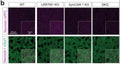Top row, Neurexin immunostainings from WT, LRRTM1 KO, SynCAM 1 KO and DKO mice in PFC layer II/III in anterior cingulate, prelimbic, and infralimbic areas at P50. Bottom row, co-staining Neurexin (magenta) with vGlut1 (Cat. 75-066, 1:800, green). Single 1.0 μm confocal sections were acquired. Insets show enlarged areas. Image from publication CC-BY-4.0. PMID:36672216