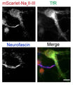 Neurons transfected with TfR-SEP and mScarlet-NavII-III, fixed at DIV10, and stained with anti-neurofascin (NF) antibody (clone A12/18) and anti-mScarlet antibody. Intense staining of both mScarlet-NavII-III and NF defines the AIS. 18/20 transfected neurons (from 3 cultures) showed colocalization with endogenous NF. Image from publication CC-BY-4.0. PMID: 35978188
