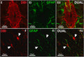 Confocal images showing labelling for DBI in ECL and GFAP+ glial fibers within lamina X of mouse spinal cord. Image from publication CC-BY-4.0. PMID:36336067