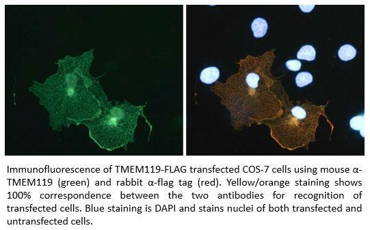 Anti-TMEM119 Antibody