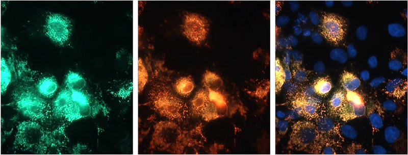 Immunofluorescent staining of COS-7 cells expressing SARM1-flag using Antibodies Incorporated mouse anti-SARM1 clone 6174-11 (green) and rabbit anti-flag (red). DAPI nuclear stain (blue) showing nuclei of both transfected and untransfected cells. Staining shows 100% correspondence between mouse anti-SARM1 signal and anti-flag in transfected cells.