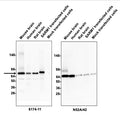 Left pane - Western blotting of rat, human, or mouse brain homogenate (20 ug/lane) and transfected COS7 cell lysates (5 ug/ml) with Antibodies Incorporated mouse anti-SARM1 antibody (clone 6174-11). Overexpressed SARM1 in lane 4 runs higher due to dual MYC-FLAG tag. Right pane- Western blotting of same lysates with Antibodies Incorporated anti-GRP75 antibody (clone N52A/42) as loading control.