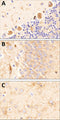 Sagittal section of formalin-fixed, paraffin-embedded rat brain showing strong staining for CSPG4/NG2 in the cerebellum, hippocampus and cortex (A-C respectively). Sections were stained with Antibodies Incorporated mouse anti-CSPG4/NG2 (clone 6203-34) antibody at 1:40 dilution and detected with anti-mouse HRP.