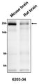 Western blotting of mouse or rat brain homogenate (10 ug/lane) with Antibodies Incorporated anti-CSPG4/NG2 antibody at 1:50 dilution and detected with anti-mouse HRP.